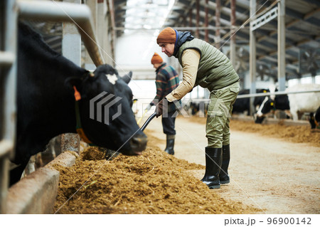 Worker with pitchfork spreading fodder for cows in feeder with forage 96900142