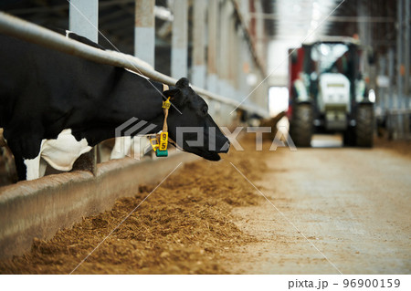 Side view of black purebred cow mooing in cowshed 96900159