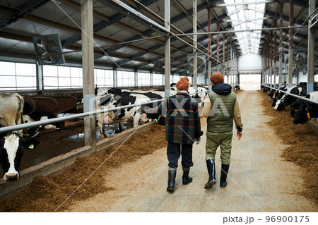 Back view of workerks of cowfarm moving along two cowsheds with dairy breeds Back view of workerks of cowfarm moving along two cowsheds with dairy breeds 96900175