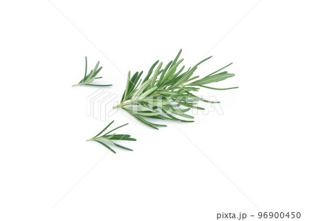 Fresh green sprig of rosemary isolated on a white background. Fresh green sprig of rosemary isolated on a white background. 96900450