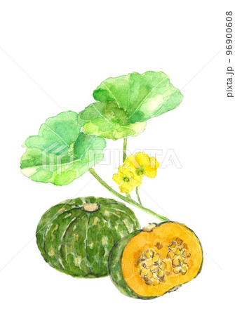 水彩で描いたカボチャと花のセット 白バック 透過背景のイラスト素材