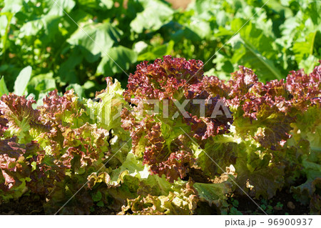 畑のサニーレタス 96900937