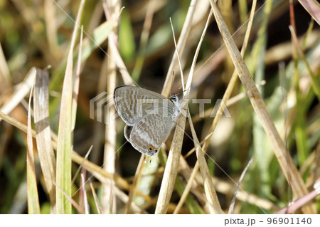 ウラナミシジミ 96901140