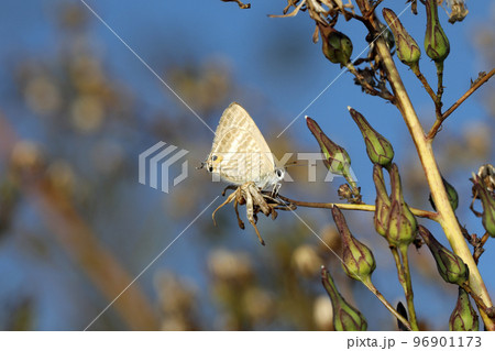 ウラナミシジミ 96901173