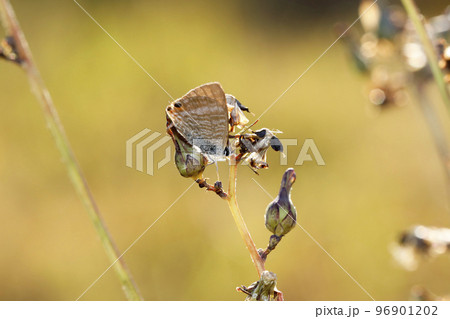 ウラナミシジミ ウラナミシジミ 96901202