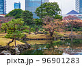 秋の東京　紅葉の旧芝離宮恩賜庭園 96901283