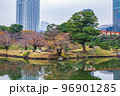秋の東京　紅葉の旧芝離宮恩賜庭園 96901285