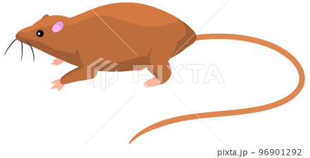 エオマイア 96901292