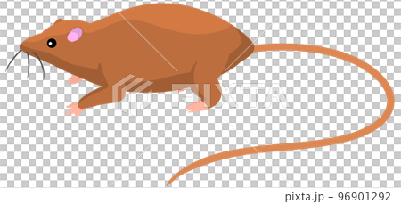 エオマイア 96901292