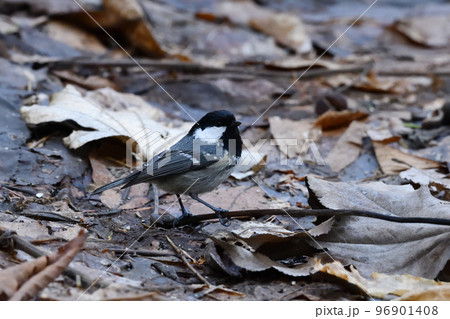 話しかけるヒガラ 96901408