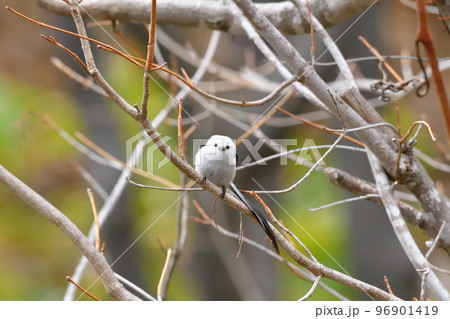 突進シマエナガ 96901419