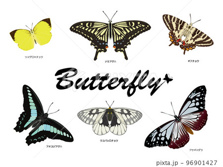 Butterfly　チョウ目 96901427