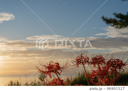 滋賀県高島市桂浜園地のヒガンバナを撮影 滋賀県高島市桂浜園地のヒガンバナを撮影 96901527