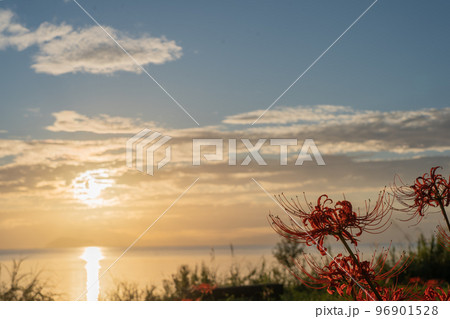 滋賀県高島市桂浜園地のヒガンバナを撮影 96901528