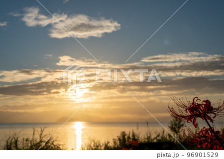 滋賀県高島市桂浜園地のヒガンバナを撮影 96901529