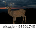 奈良県奈良市若草山で撮影した鹿 96901745