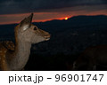 奈良県奈良市若草山で撮影した鹿 96901747