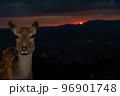 奈良県奈良市若草山で撮影した鹿 96901748