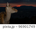 奈良県奈良市若草山で撮影した鹿 96901749