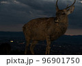 奈良県奈良市若草山で撮影した鹿 96901750
