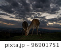 奈良県奈良市若草山で撮影した鹿 96901751