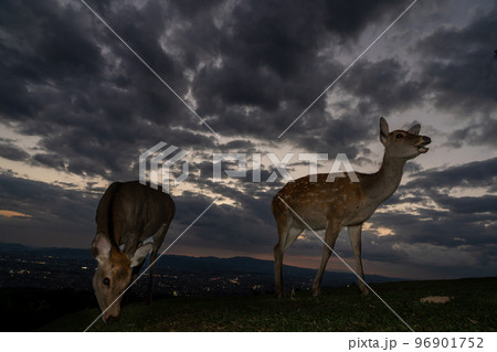 奈良県奈良市若草山で撮影した鹿 96901752