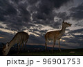 奈良県奈良市若草山で撮影した鹿 96901753