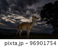 奈良県奈良市若草山で撮影した鹿 96901754