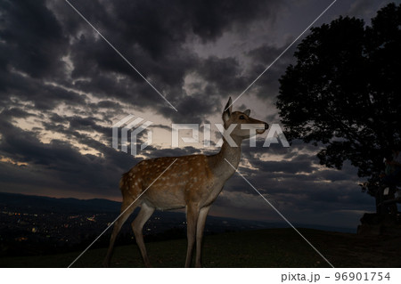 奈良県奈良市若草山で撮影した鹿 96901754