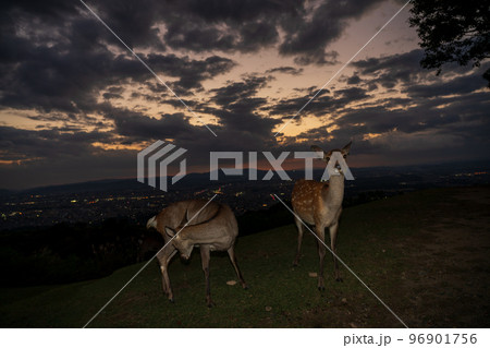 奈良県奈良市若草山で撮影した鹿 96901756