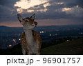 奈良県奈良市若草山で撮影した鹿 96901757