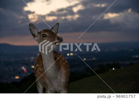 奈良県奈良市若草山で撮影した鹿 96901757
