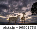 奈良県奈良市若草山で撮影した鹿 96901758