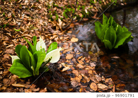 散歩の最中に水芭蕉　水辺 96901791