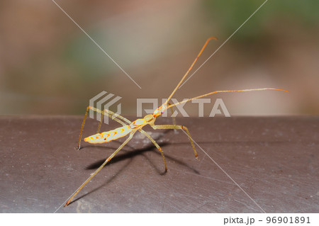 ヒゲナガサシガメの幼虫 96901891