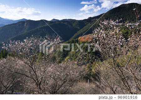 桜山公園の冬桜 96901916