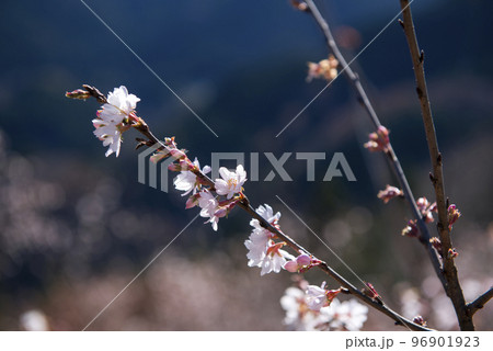 城峰公園の冬桜 96901923