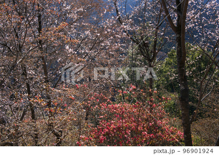 城峰公園の冬桜 96901924