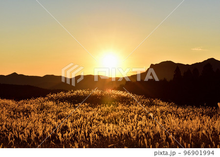 曽爾高原、黄金色のススキ 96901994