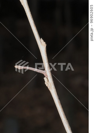 木の枝に擬態するシャクトリムシ 木の枝に擬態するシャクトリムシ 96902605