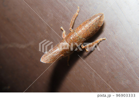 コミミズクの幼虫 コミミズクの幼虫 96903333