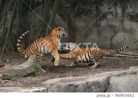 じゃれるアムールトラの兄弟 96903681