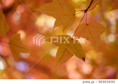 黄葉の木洩れ日・タイワンフウの杜 96903690