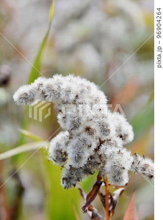 水源地を中心とした公園の水辺。日の光に輝くセイタカアワダチソウの白とグレーの綿毛。 水源地を中心とした公園の水辺。日の光に輝くセイタカアワダチソウの白とグレーの綿毛。 96904264