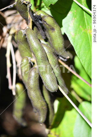 熟したムクナ豆の果実 96904374