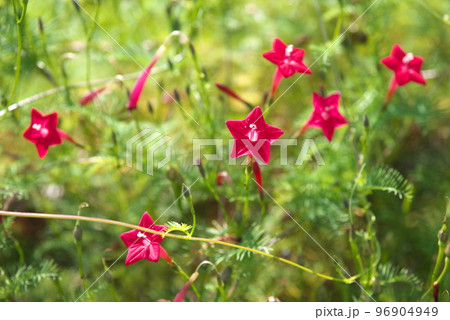 ルコウソウの赤花【緑背景】 96904949