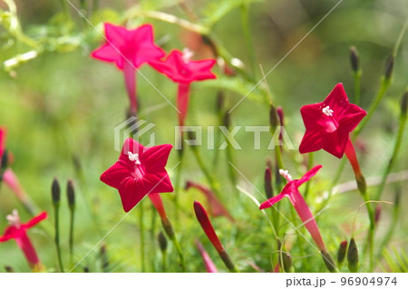 ルコウソウの赤花【緑背景】 96904974