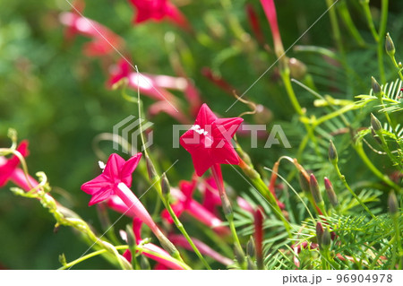 ルコウソウの赤花【緑背景】 96904978