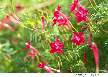 ルコウソウの赤花【緑背景】 96904979