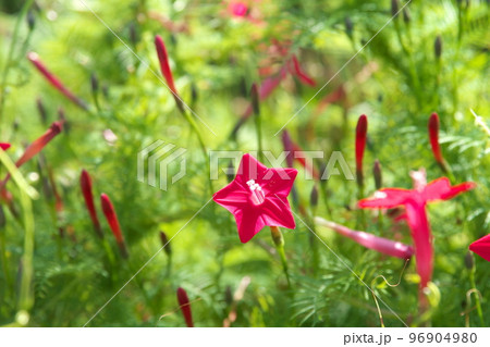 ルコウソウの赤花【緑背景】 96904980